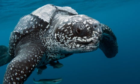 Male Leatherback Sea Turtle
