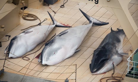 Three dead minke whales lie on the deck of the Japanese whaling vessel Nisshin Maru in the Southern Ocean.