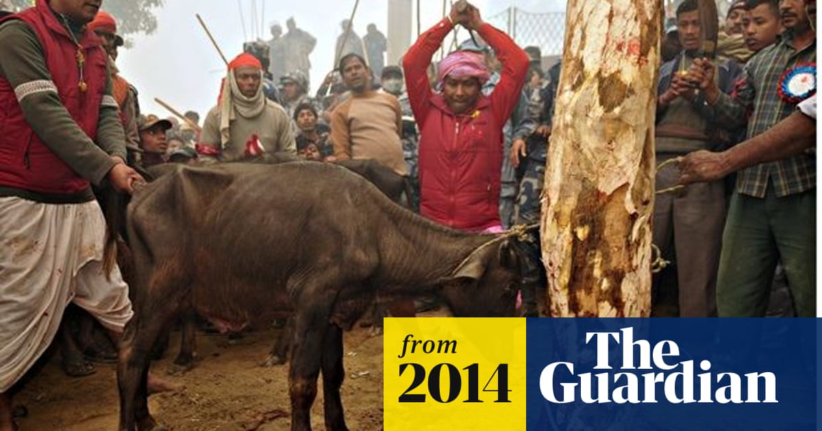 Animal rights protesters in Nepal seek to stop Gadhimai festival sacrifice | Nepal | The Guardian Animal rights protesters in Nepal seek to stop Gadhimai festival sacrifice | Nepal | The Guardian