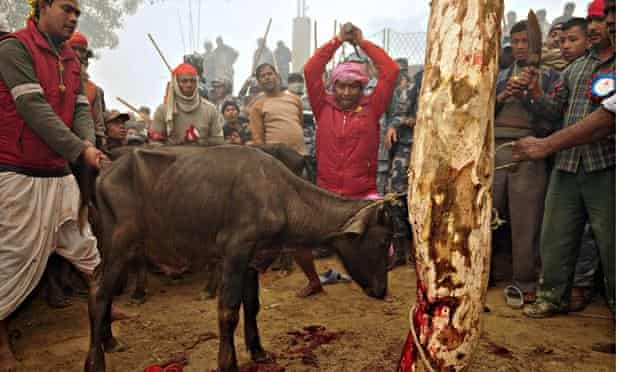 November 2009, Bariyapur: a Nepalese Hindu devotee slaughters a buffalo as an offering to the goddes