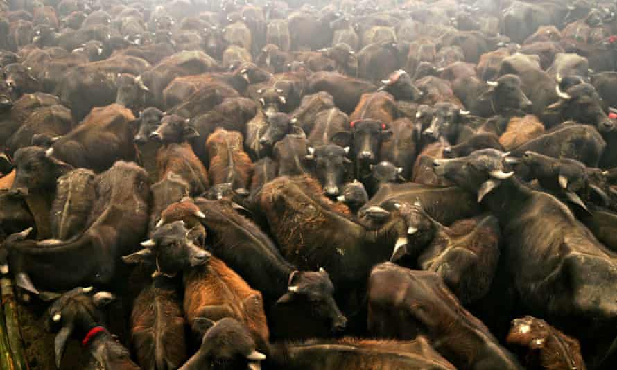Buffaloes in a holding pit before being slaughtered in the 2009 sacrifice.