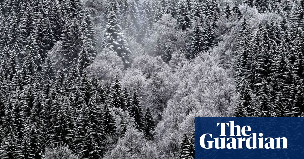 How to buy a perfect Christmas tree and when to put it up  Consumer