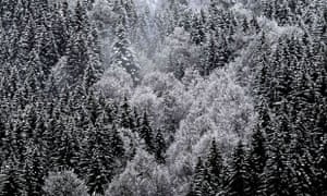 once cut trees are surprisingly delicate and need the same sort of care that you would give to a bunch of flowers photograph karl josef hildenbranddpa - When To Buy Christmas Tree once cut trees are surprisingly delicate and need the same sort of care that you would give to a bunch of flowers photograph karl josef hildenbranddpa - When To Buy Christmas Tree