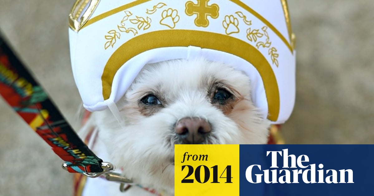 It's a dog's afterlife: Pope Francis hints that animals go to heaven | Pope  Francis | The Guardian