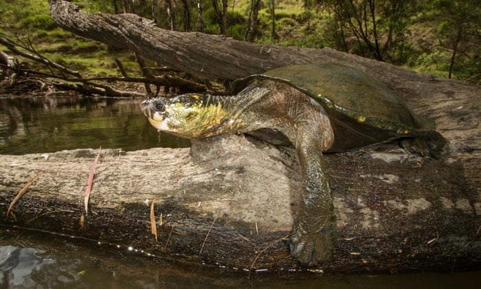 Where do turtles breathe