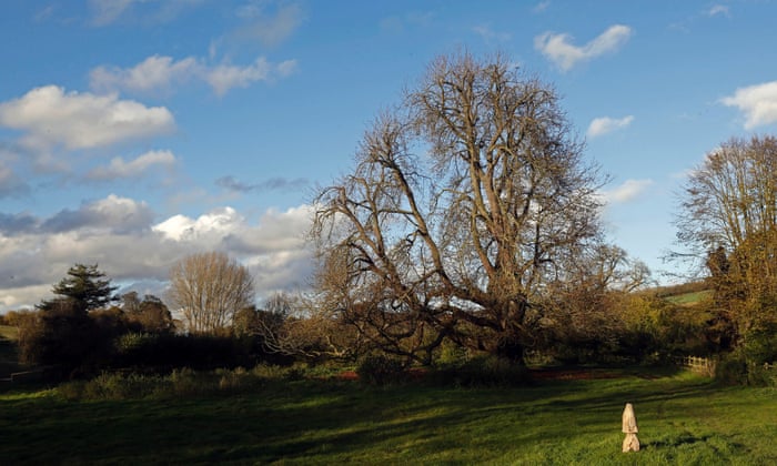 A 300 Year Old Horse Chestnut Tree Named Uks Largest -