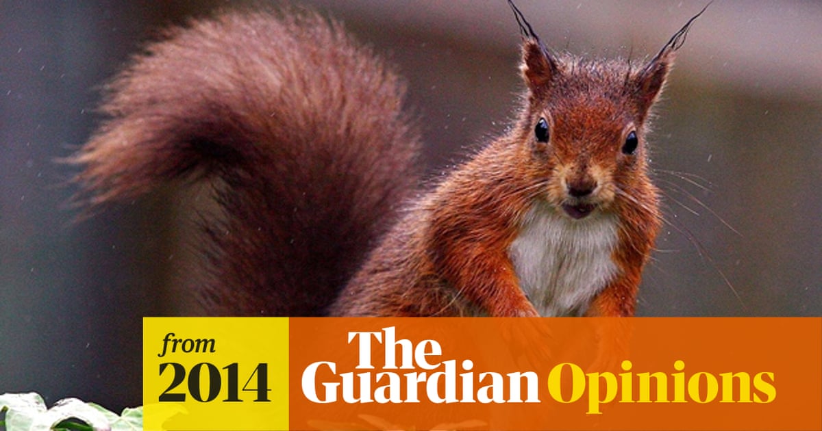 Should We Cull Grey Squirrels To Save The Native Red Animals The Guardian Should We Cull Grey Squirrels To Save The Native Red Animals The Guardian