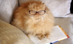 Persian cat reading a book.