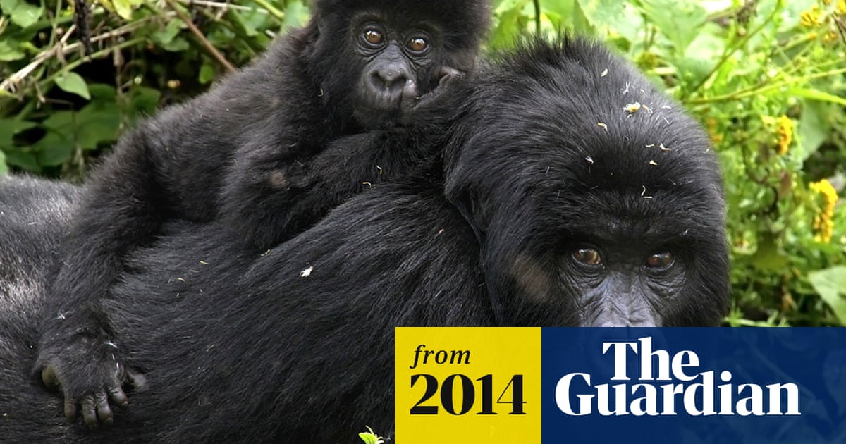Wildlife tourism in Virunga gives new hope to Congo