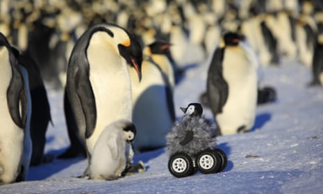 bede ånd Print Penguin robot helps researchers get close and personal | Animal behaviour |  The Guardian