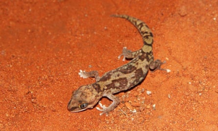 A yellow snouted gecko