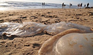 Rhopilema nomadica Jellyfish
