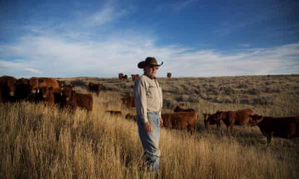 A cattle farm near North Antelope Rochelle mine in Wyoming