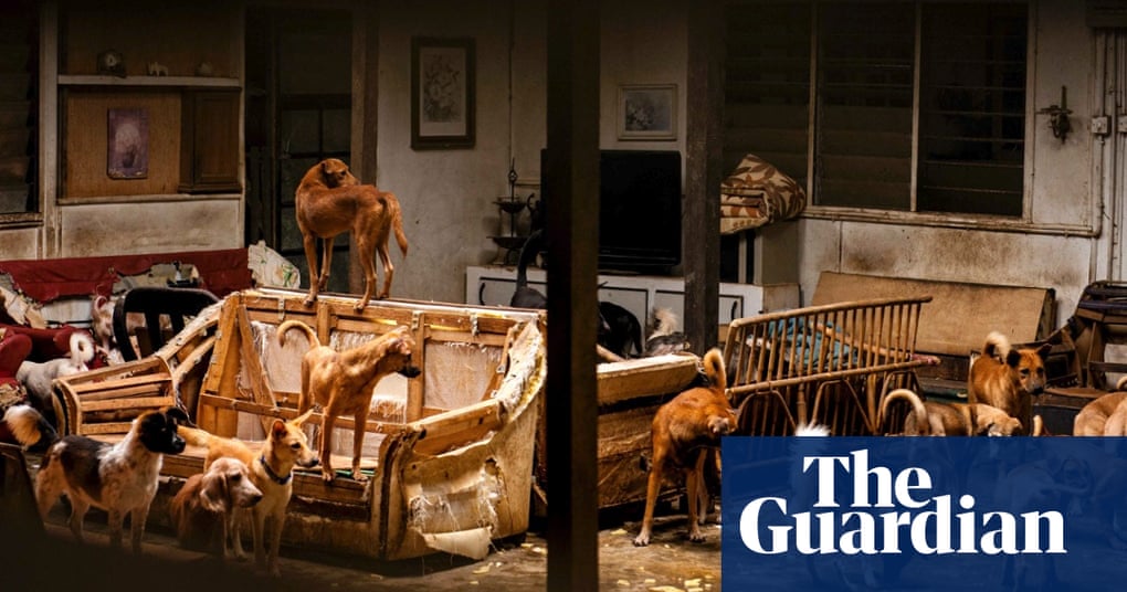 Hounds Of Hope Penang S Dog Refuge In Pictures Life And Style The Guardian