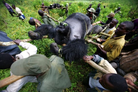 Rangers from an anti-poaching unit work with locals to evacuate the bodies of four Mountain Gorillas killed in mysterious circumstances in Virunga National Park in 2007.