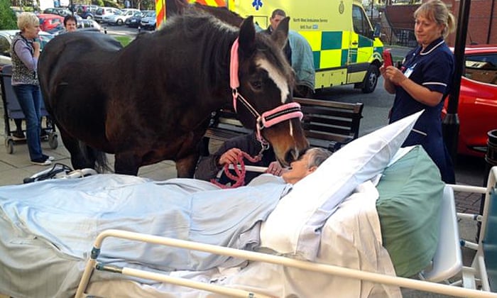 Woman says goodbye to beloved horse from hospital bed hours before she dies | UK news | The Guardian