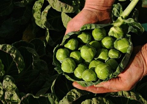 Why sprout tops are good for you | Food | The Guardian