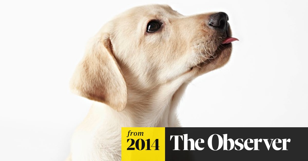 How man's best friend could hold the key to anti-ageing | Medical research | The Guardian How man's best friend could hold the key to anti-ageing | Medical research | The Guardian