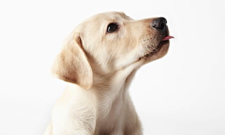 Man's best friend: how veterinary research could save human lives | Health  | The Guardian