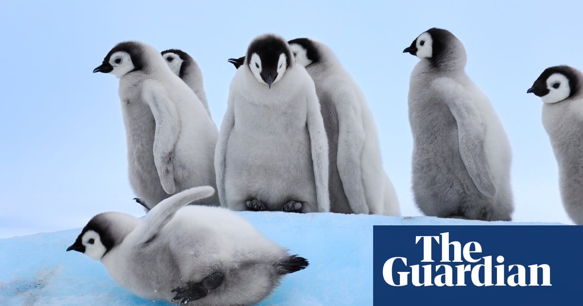 Snow babies – cutest animals in the snow – in pictures | Children's books |  The Guardian