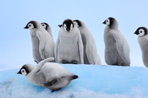  Emperor penguin chicks