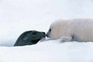 newborn harp seal 