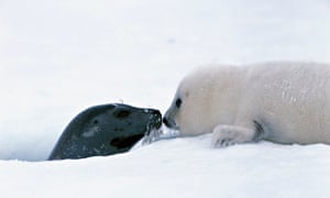 Snow babies – cutest animals in the snow – in pictures | Children's books |  The Guardian