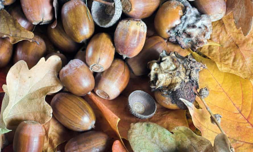 Pannage Pork Why It S Time To Pig Out On British Iberico Style Ham Pork The Guardian Acorns 2022 Review