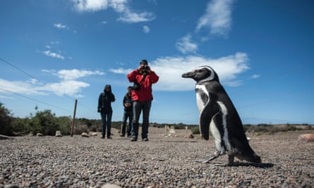 A tourist takes photos of a Magellanic penguin in the Punta Tombo Reserve