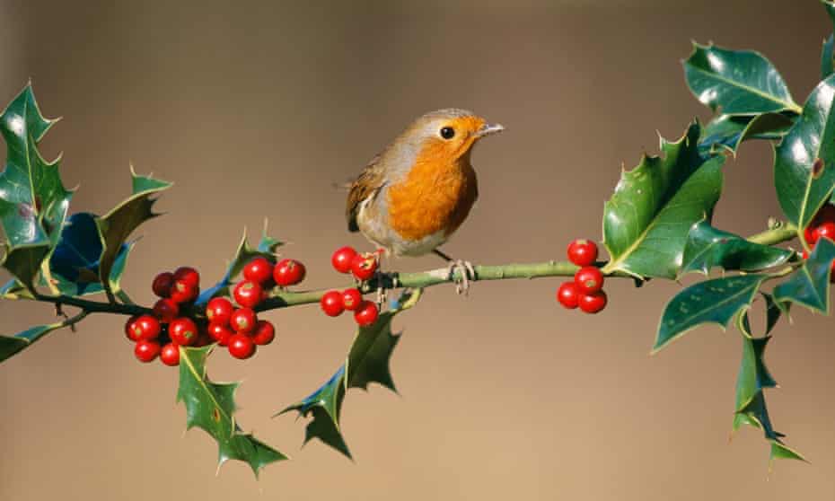 Holly: the festive berry | Wildlife | The Guardian