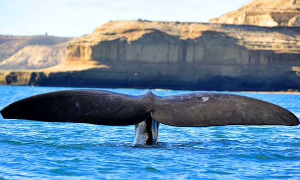 A southern right whale off the Valdes peninsula, Patagonia, Argentina.