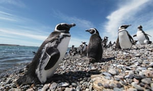 Magellanic penguins near Puerto Madryn.