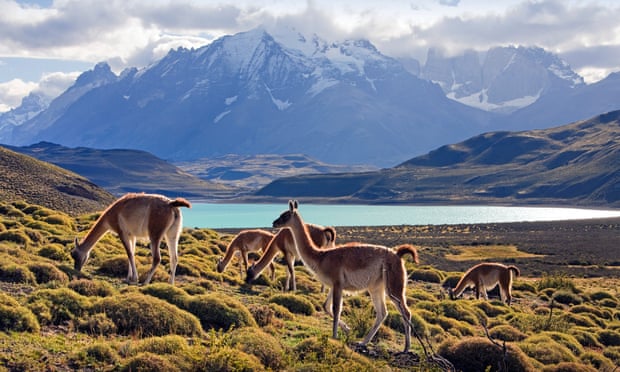 Guanacos grazing in Torres del Paine National Park, Chile.