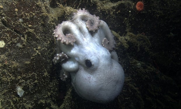 The deep-sea octopus that sat on its eggs for more than four years.