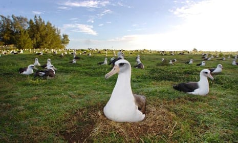 Nesting albatrosses