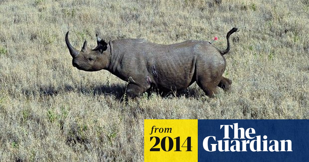 Rhino horn trafficking surging out of control, say campaigners | Illegal  wildlife trade | The Guardian