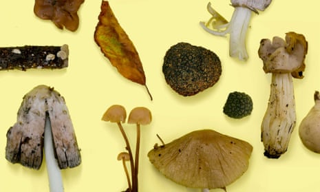 The summer truffle (centre) is a prized find in British woodlands.