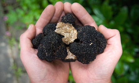 A bumper crop of summer truffles found in Plymouth.