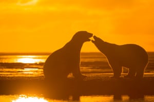 A polar bear and cub communicating in the summer sunlight