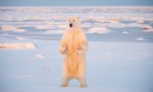 A female polar bear stands on the snow