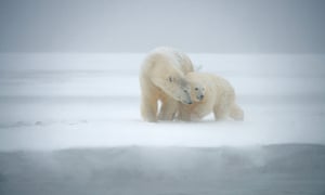 A cub, born this year, frolicking with another youngster at the edge of a snow bank