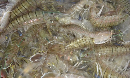 white-legged shrimp