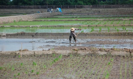 Rice paddies in Vietnam's Mekong Delta