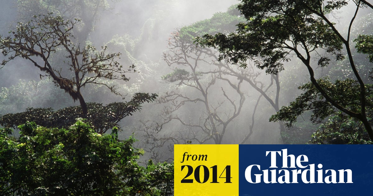 Tropical Rainforests Not Absorbing As Much Carbon As Expected Scientists Say Trees And Forests The Guardian