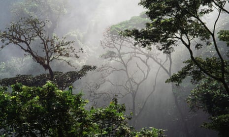 Rainforest, near Nkongsamba, Littoral region, Cameroon, 15 June 2014.