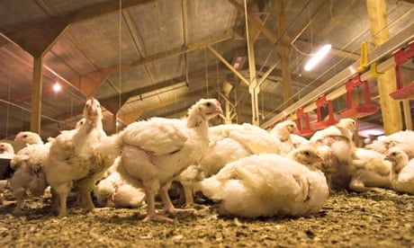 Broiler chickens farming