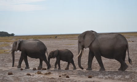 Elephant mother walking behind daughter and young calf, Amboseli National Park, Kenya