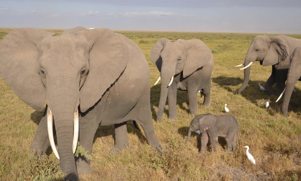 Baby elephant with adults in Amboseli National Park, Kenya.
