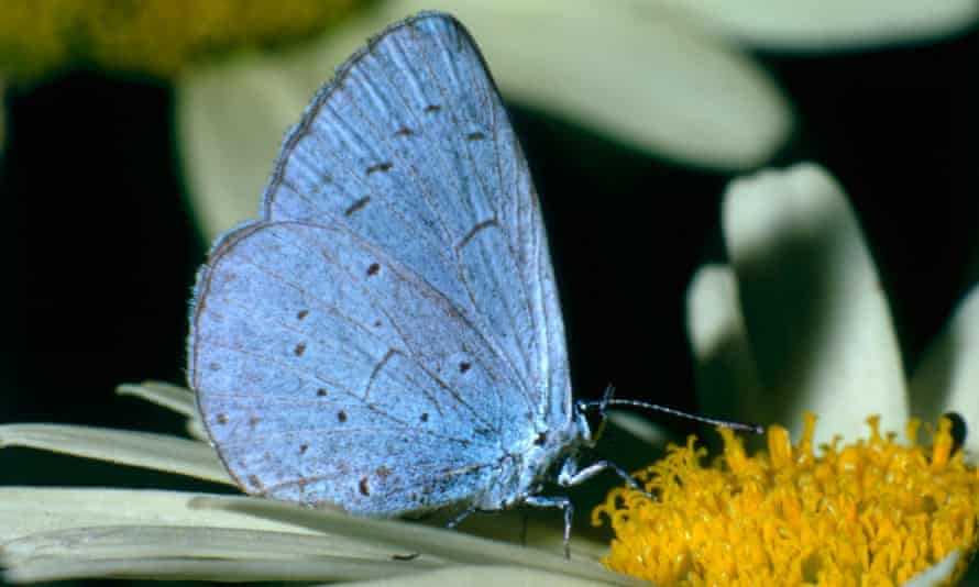 Holly blue butterfly (Lycaenopsis argiolus)