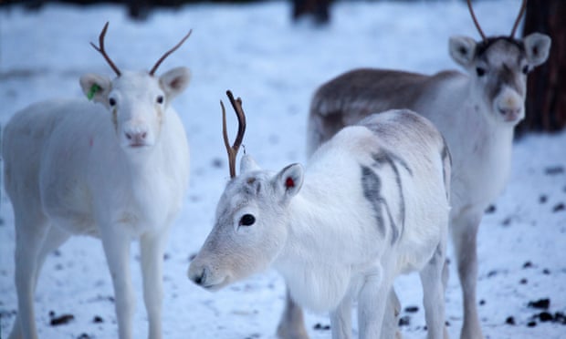 Reindeers in Northern Finland
